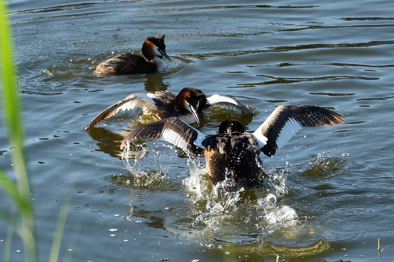 Image - great crested grebe water bird balz