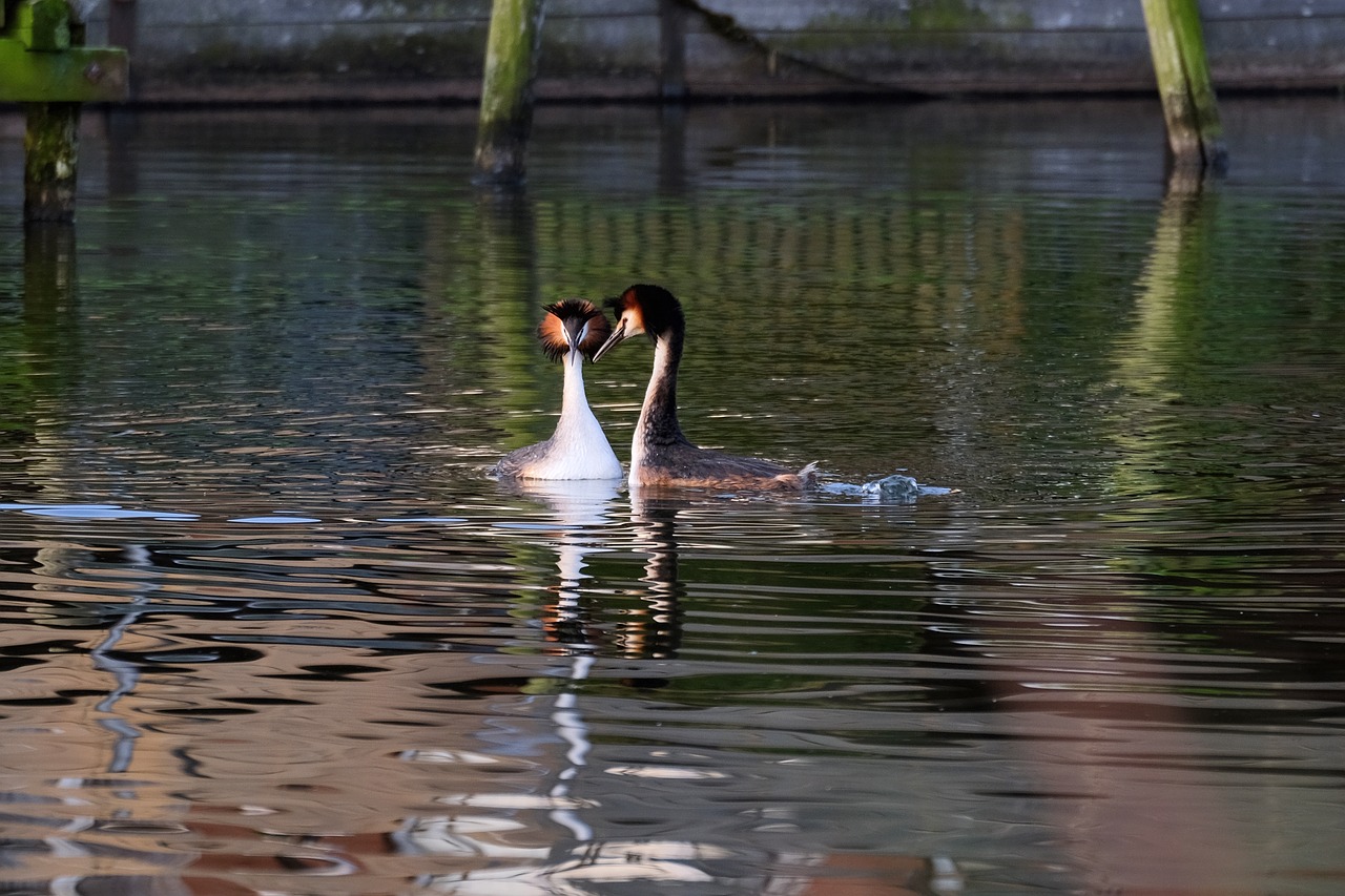 Image - great crested grebe water bird balz