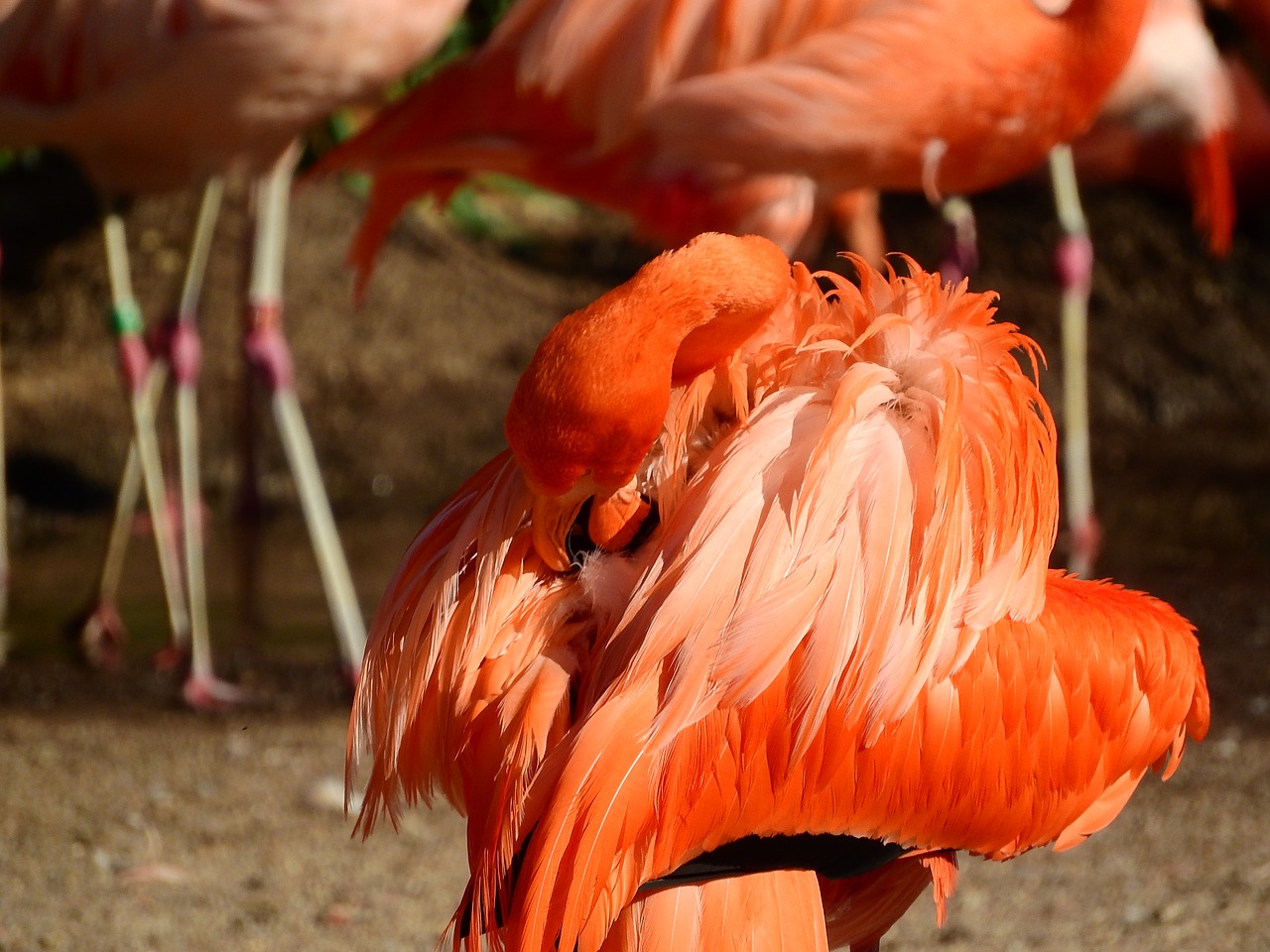 Image - flamingo cuban