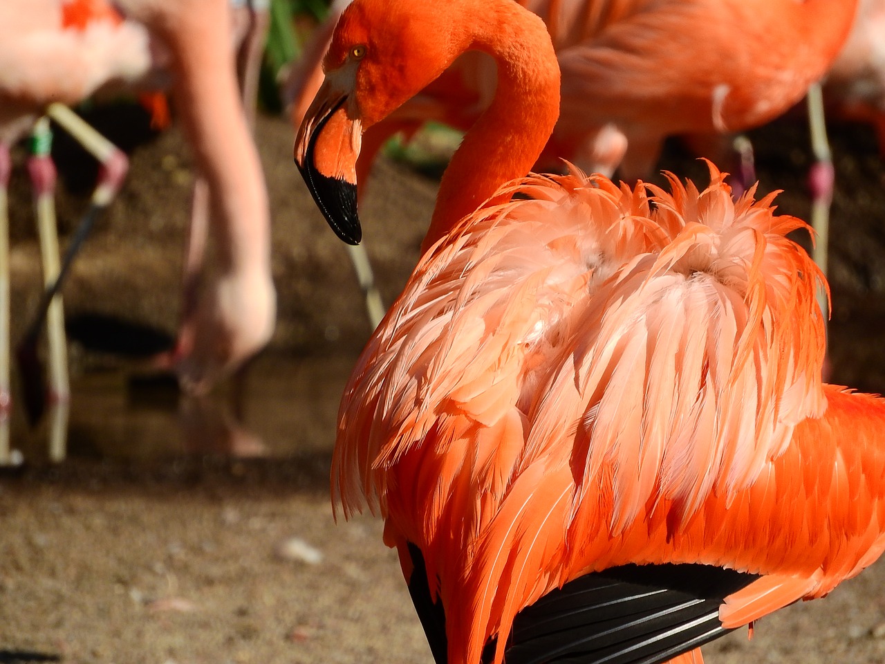 Image - flamingo cuban
