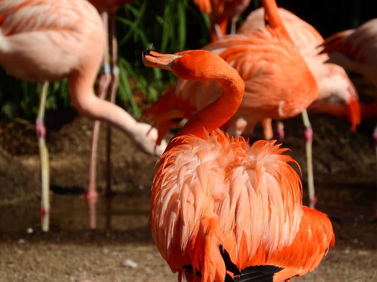 Image - flamingo cuban