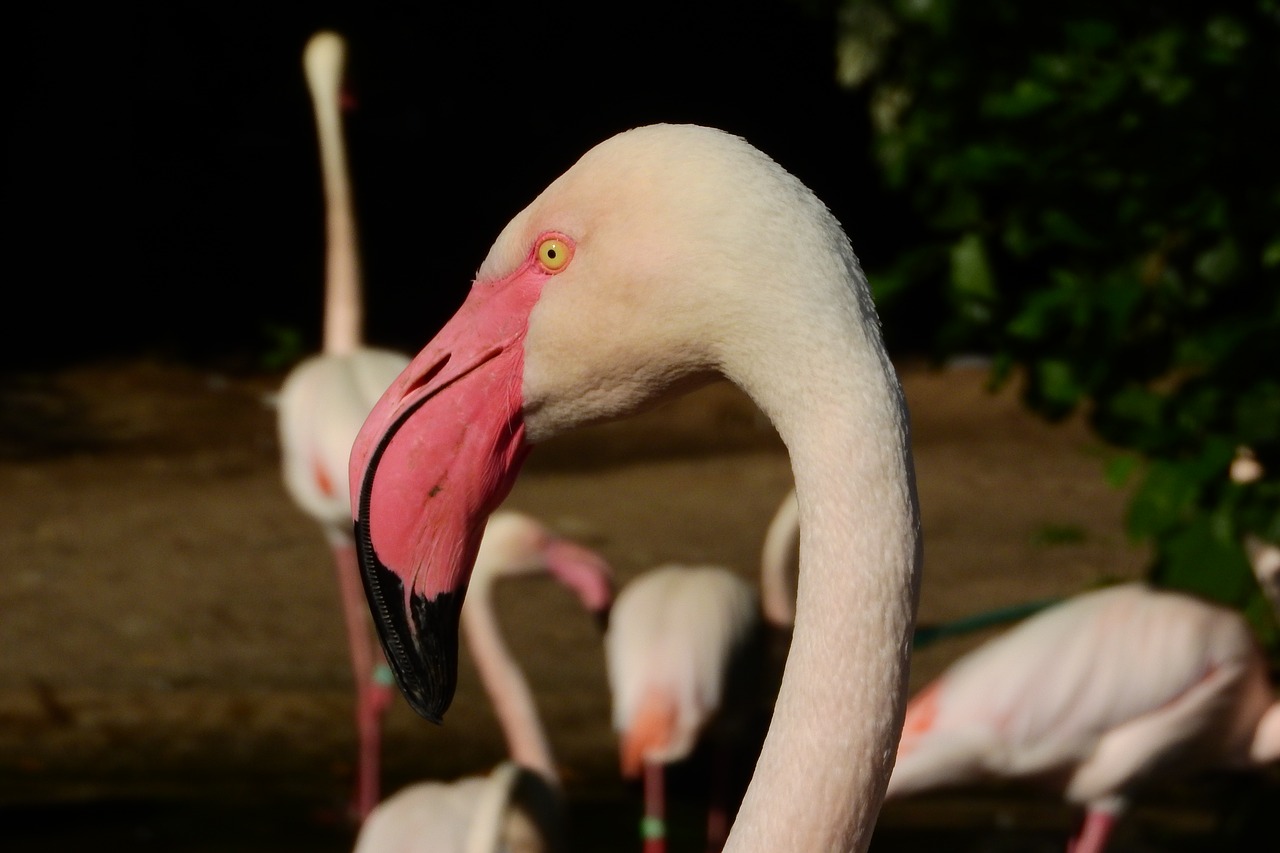 Image - flamingo pink phoenicopterus roseus