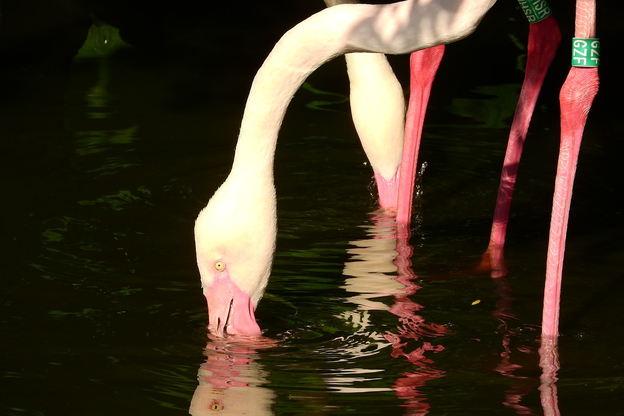 Image - flamingo pink phoenicopterus roseus