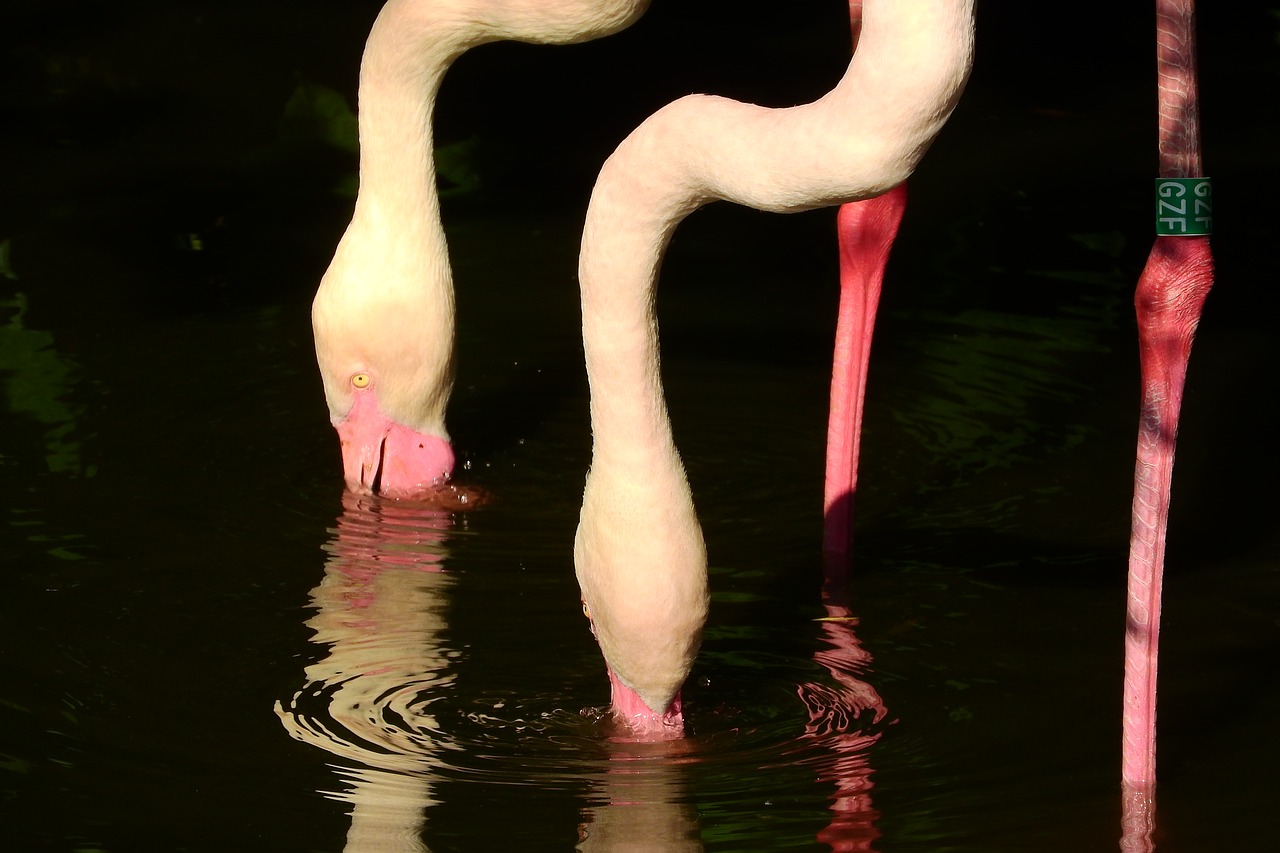 Image - flamingo pink phoenicopterus roseus