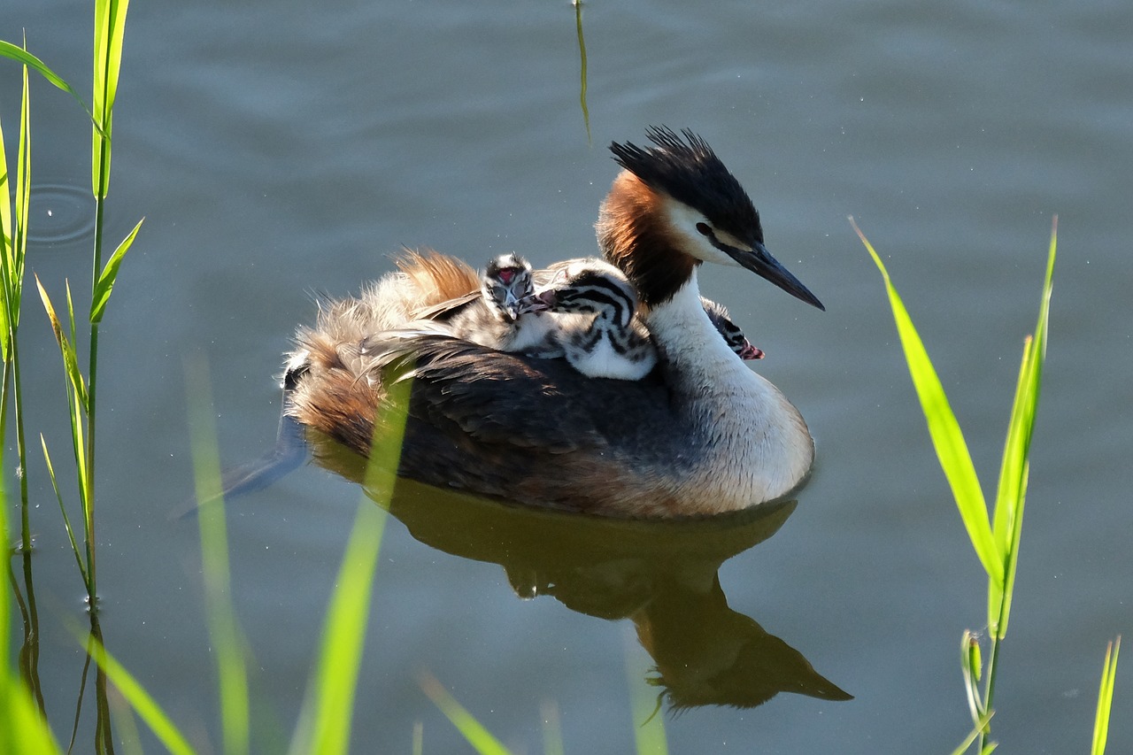Image - great crested grebe chicks