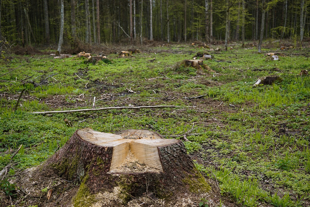Image - snagit trunk cut down a tree