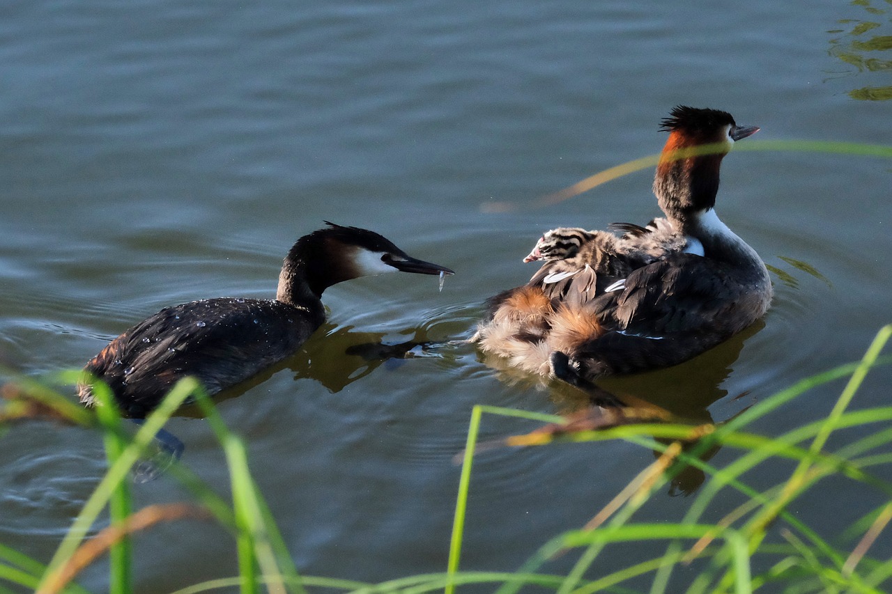 Image - great crested grebe chicks feed
