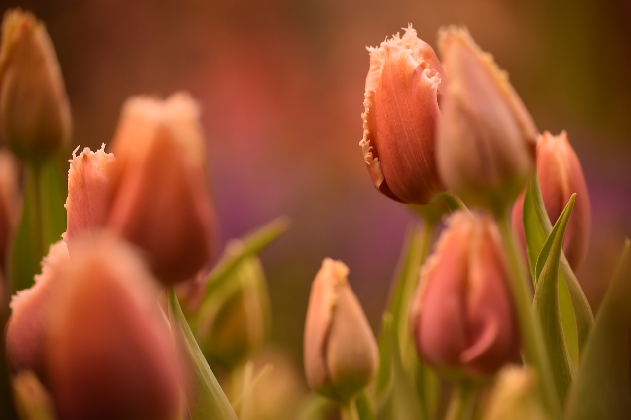 Image - flower rose nature floral blossom