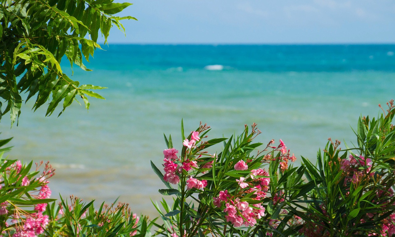 Image - sea flowers landscape palm trees