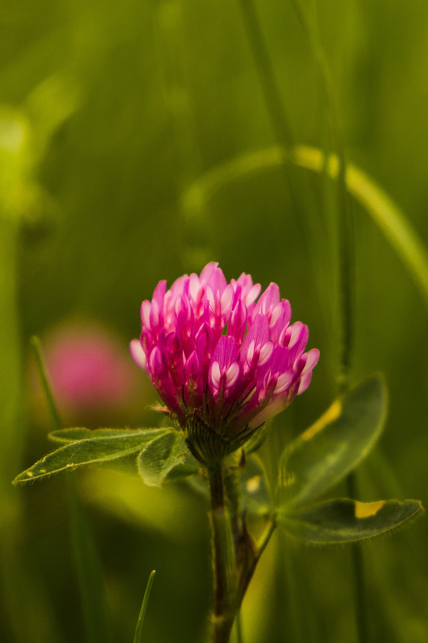 Image - recovery flower at midday macro