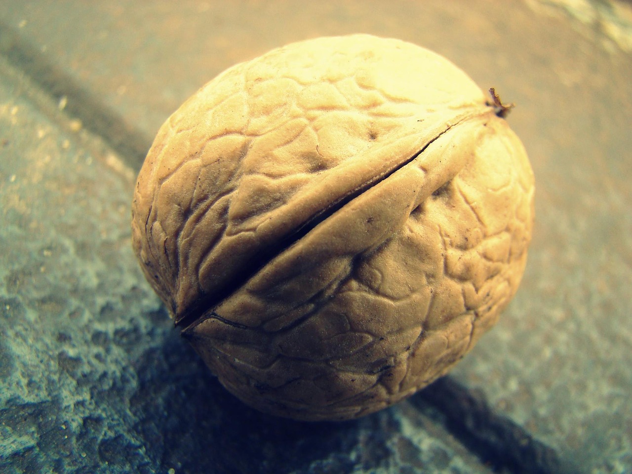 Image - walnut the background nature macro