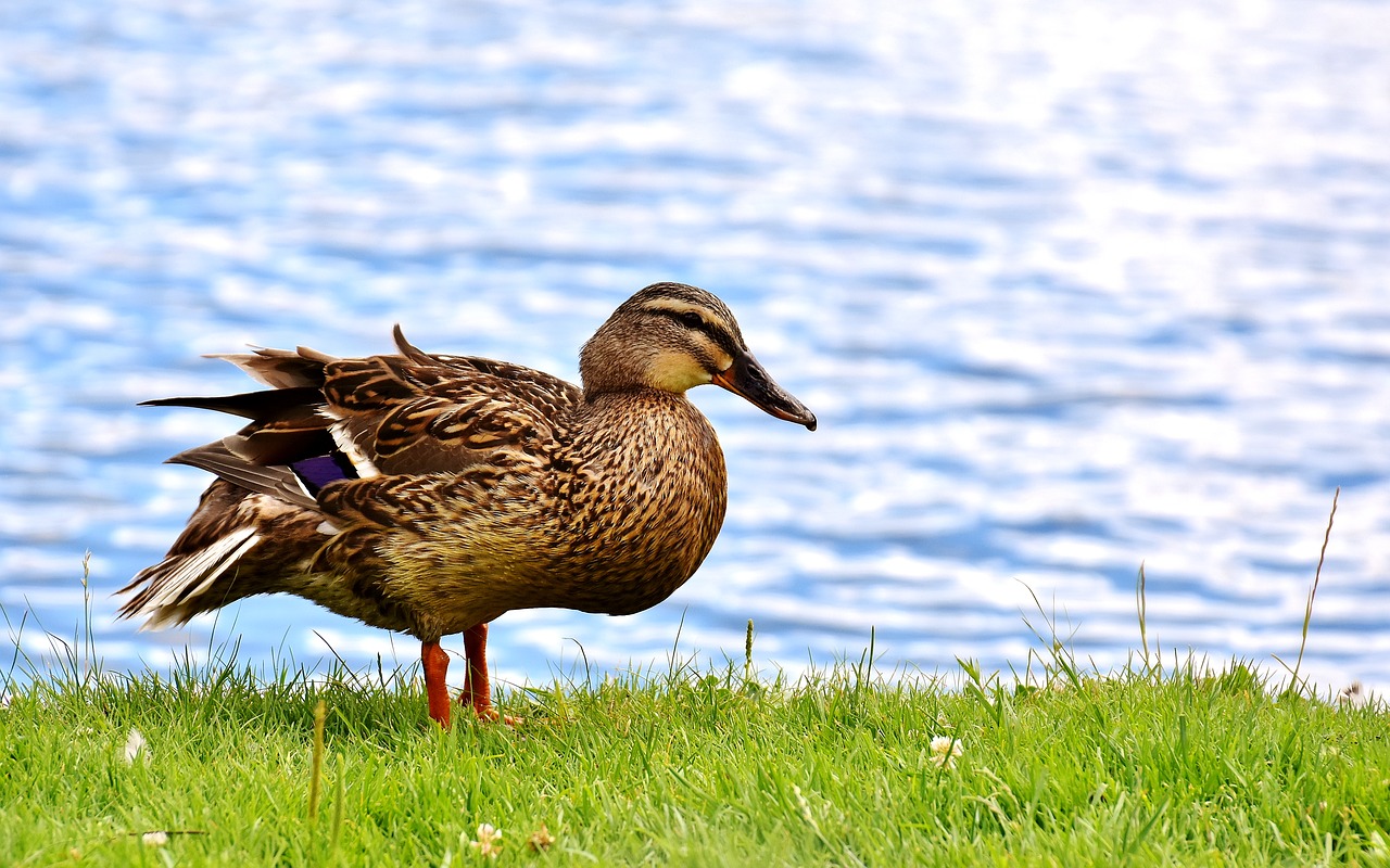 Image - mallard bank pond cute nature