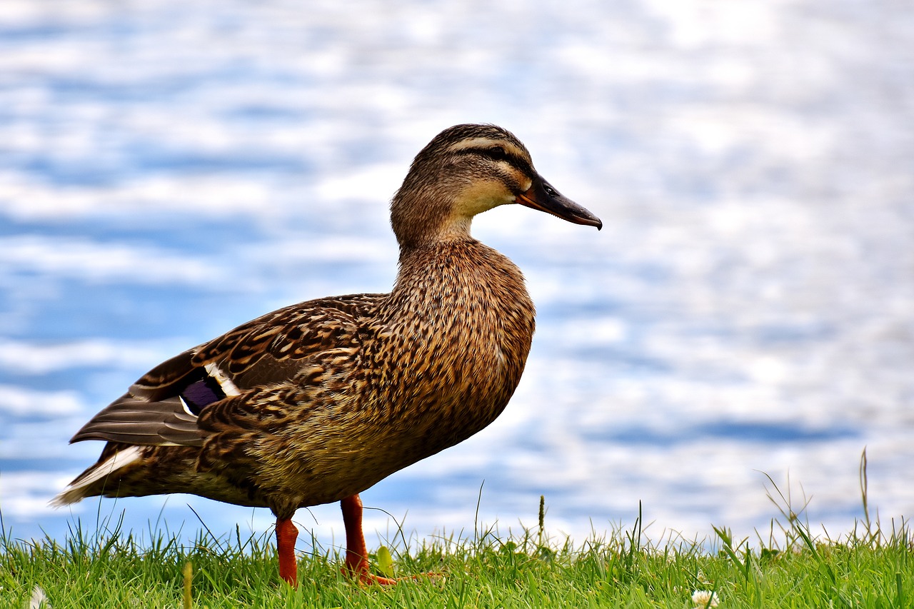 Image - mallard bank pond cute nature