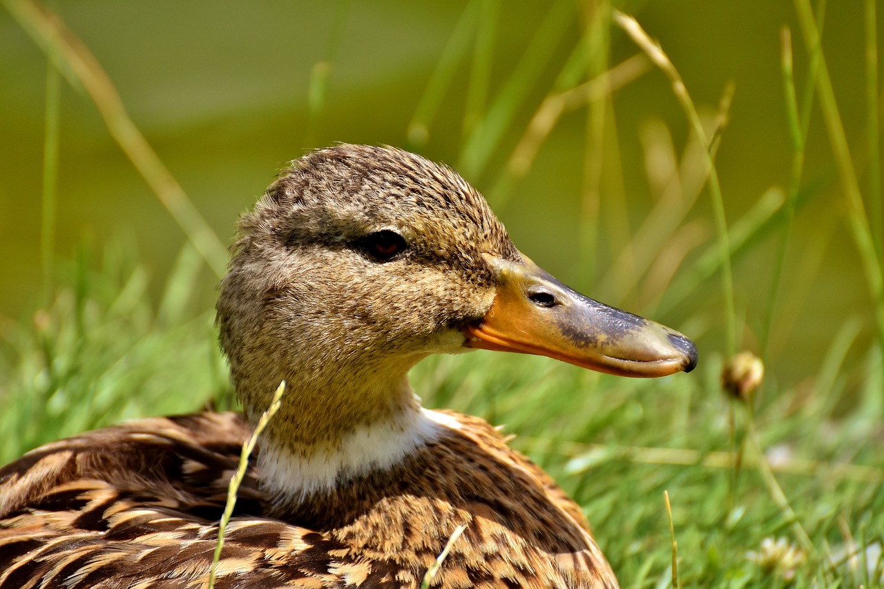 Image - mallard bank pond cute nature