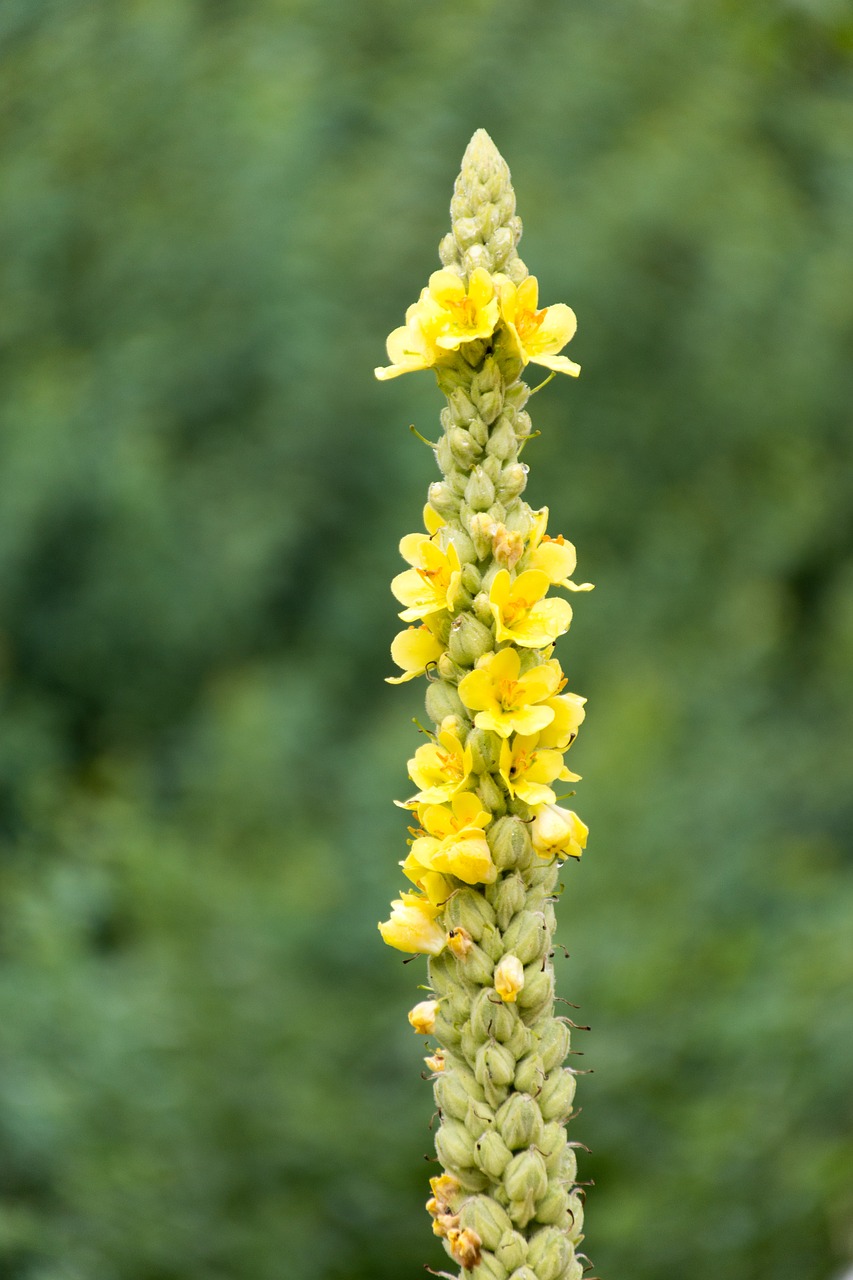 Image - mullein flower plant nature