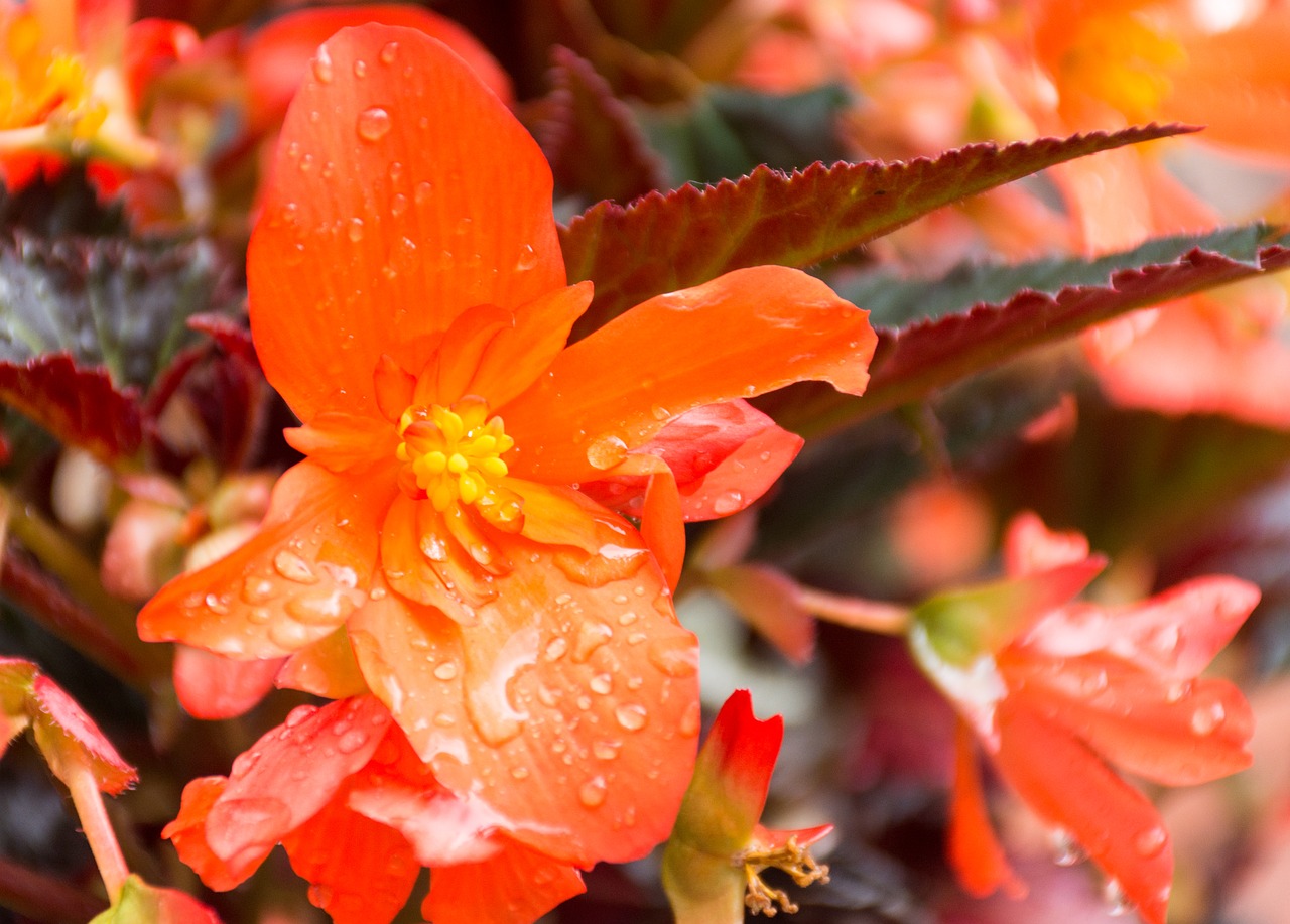 Image - unstoppable upright fire begonia