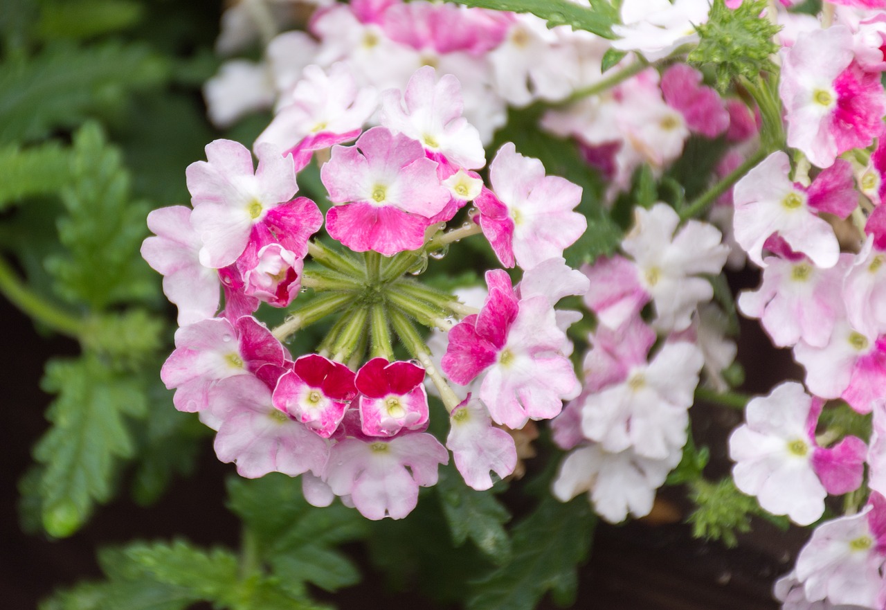 Image - verbena hybrid flower flowers