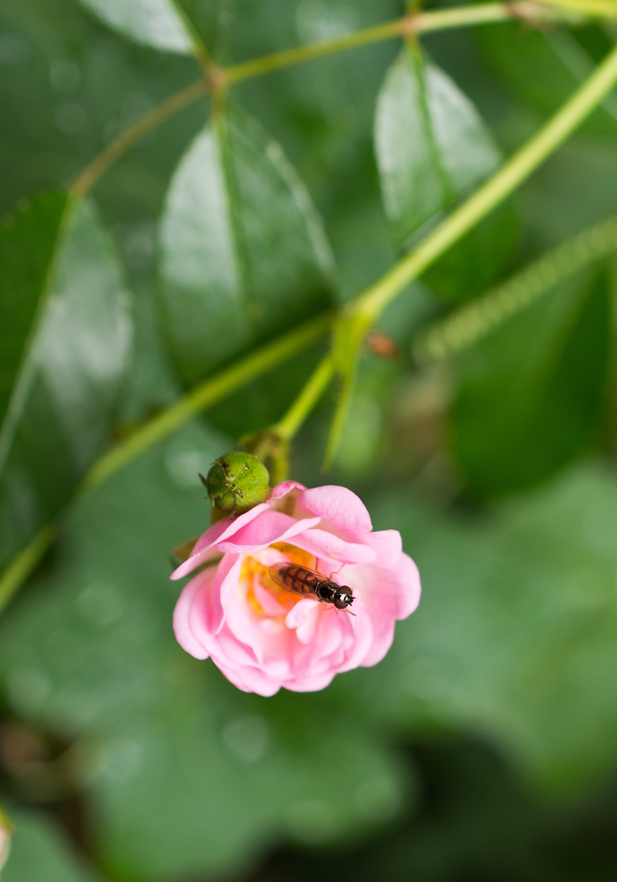 Image - rose hoverfly insect blossom bloom