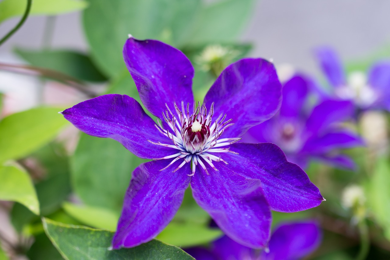 Image - clematis viola flower violaceae
