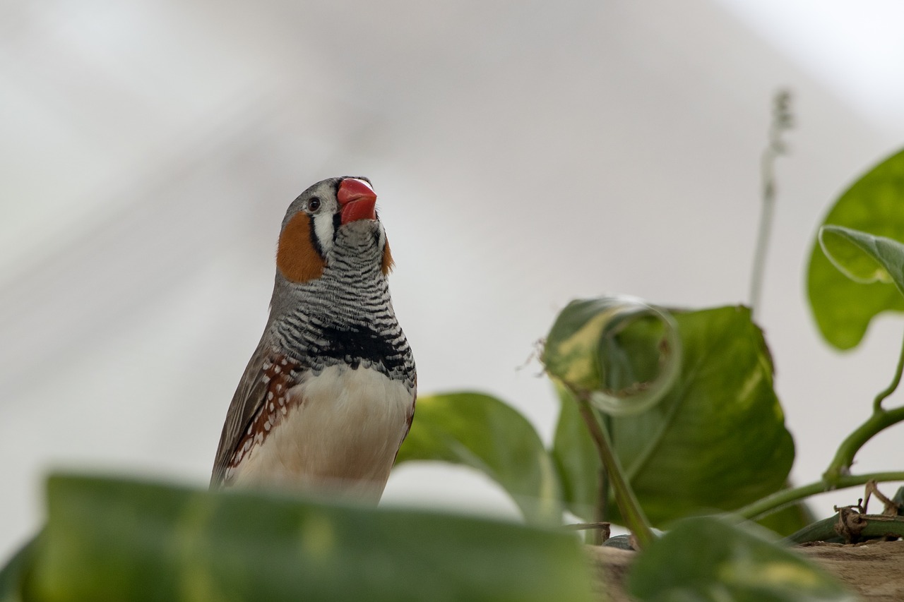 Image - zebra finch bird animal world