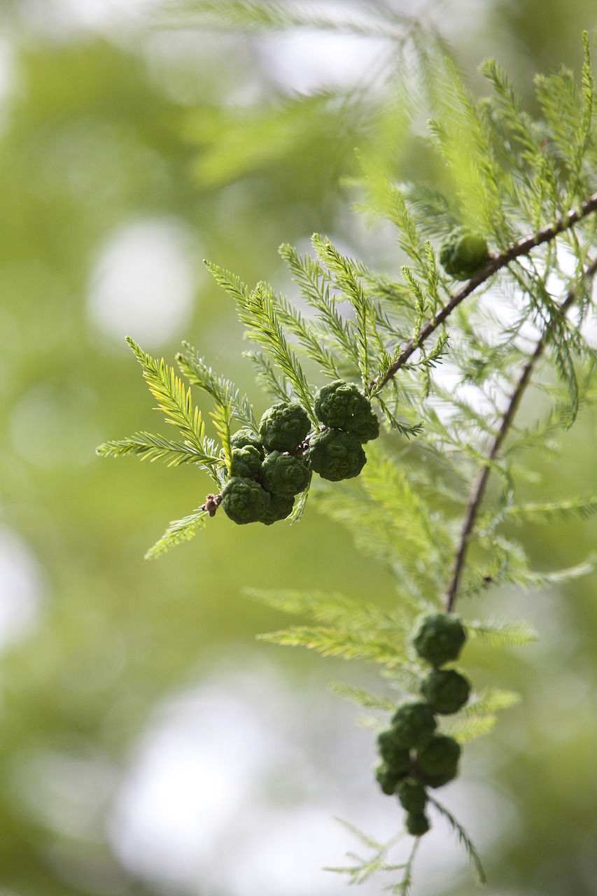 Image - meta sequoia fruit
