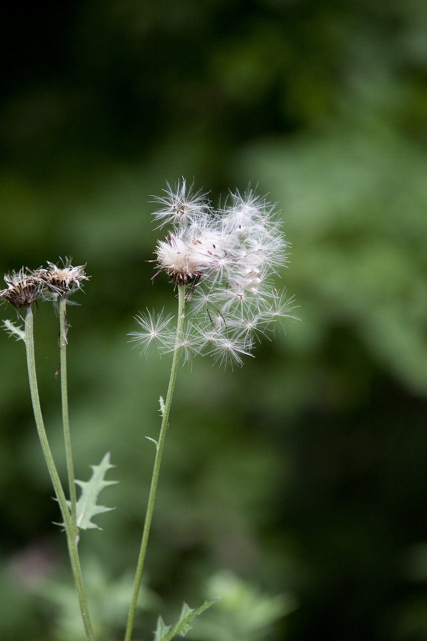 Image - seeds thistle botanical garden