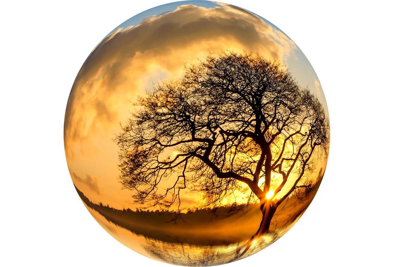 Image - tree nature isolated lone tree