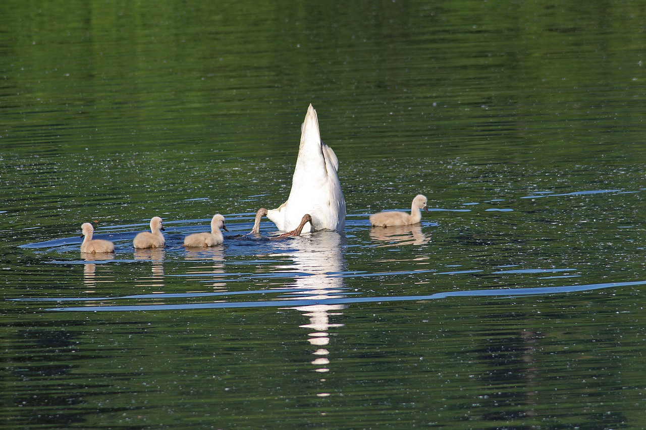 Image - swans chicks water diving waters