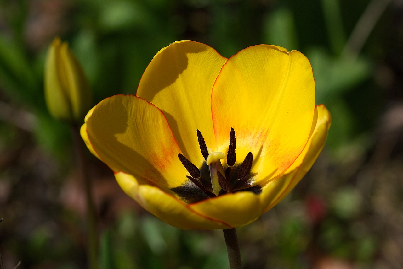 Image - tulip blossom bloom petals spring