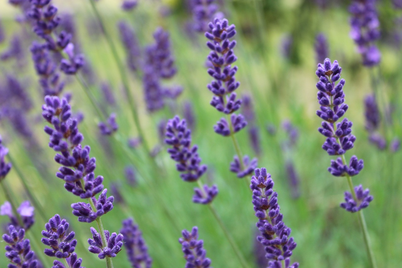 Image - lavender provence perfume fragrance