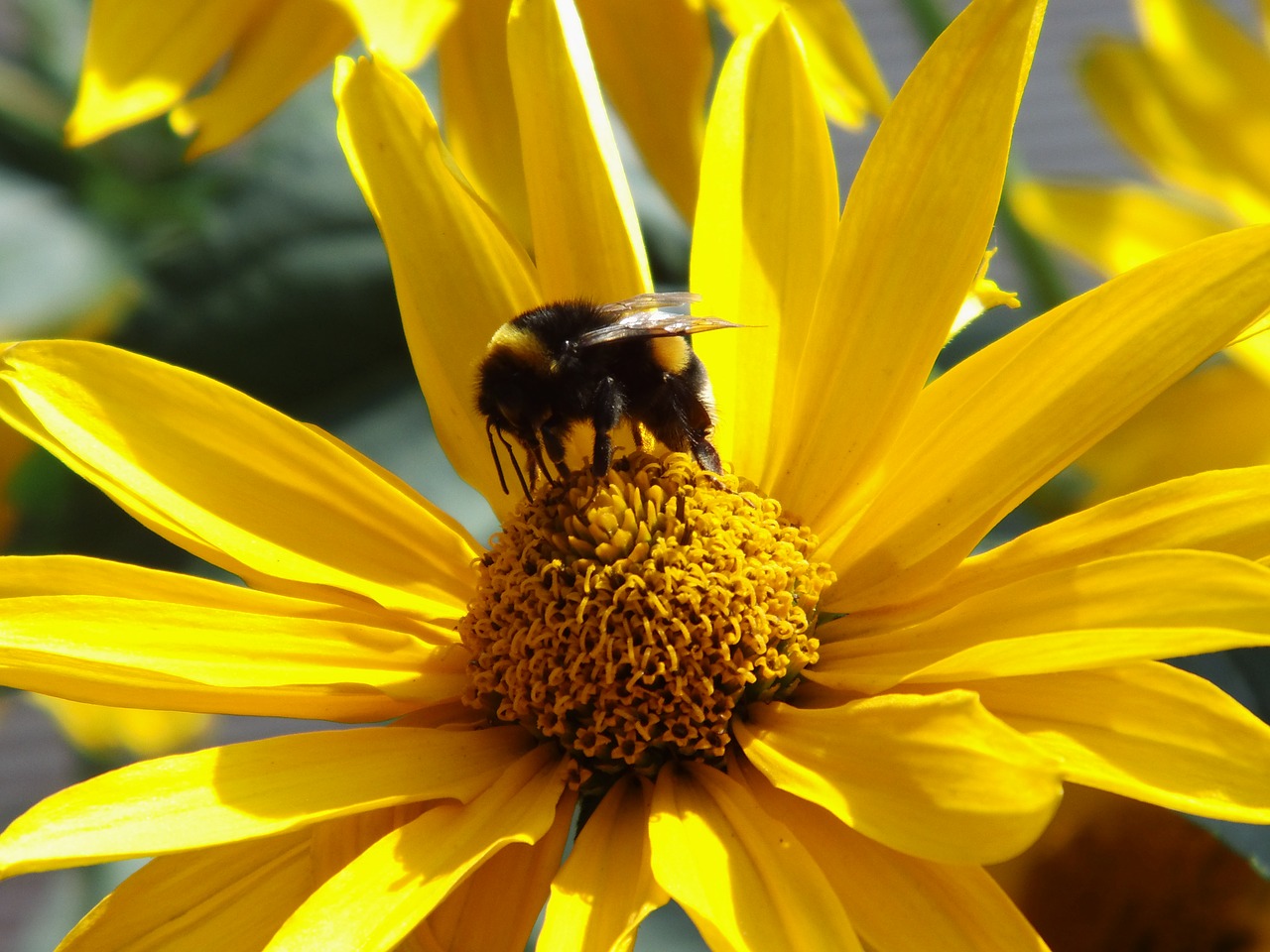 Image - sun eye blossom bloom bee garden