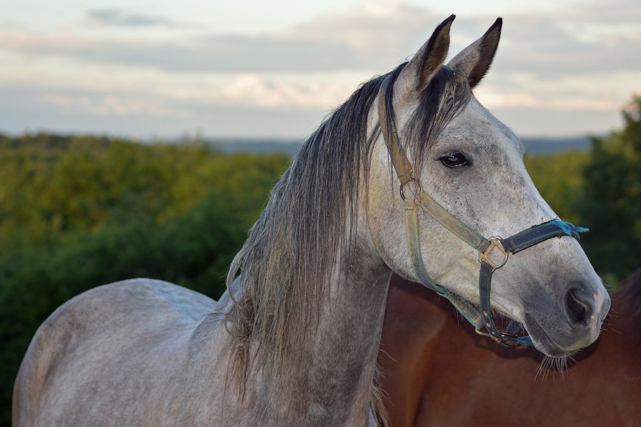 Image - horse pure arab blood arabic horses