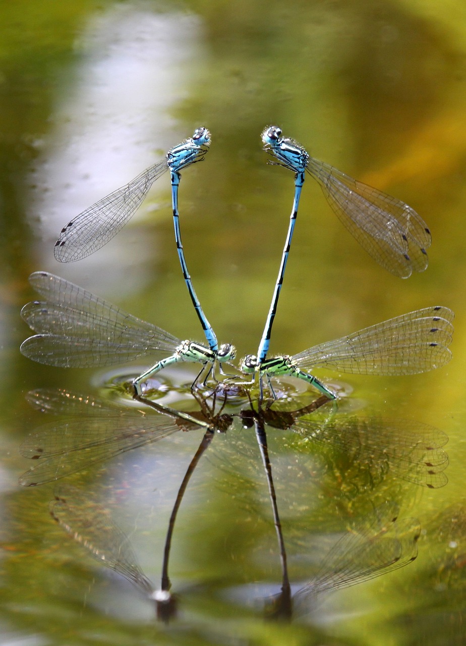 Image - dragonflies macro nature