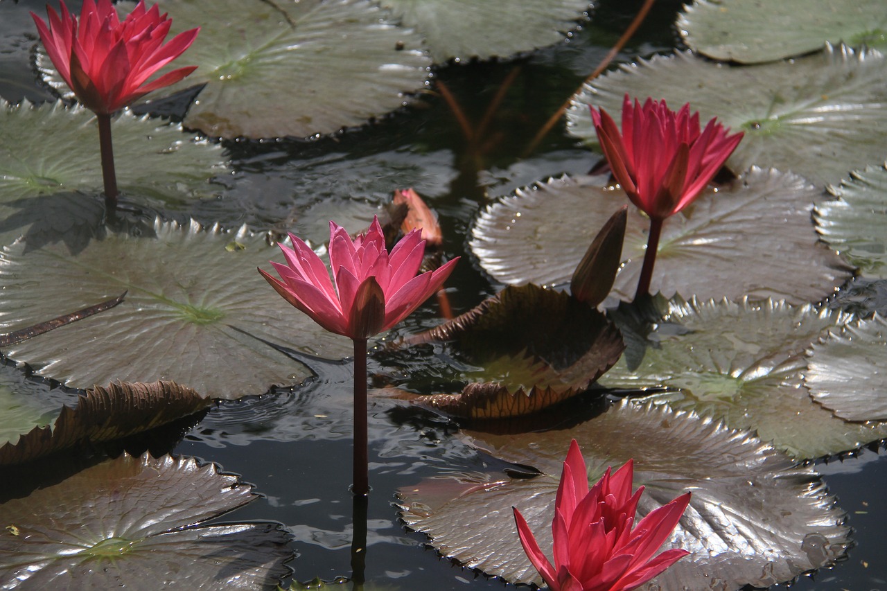 Image - lotus flower flower lotus nature