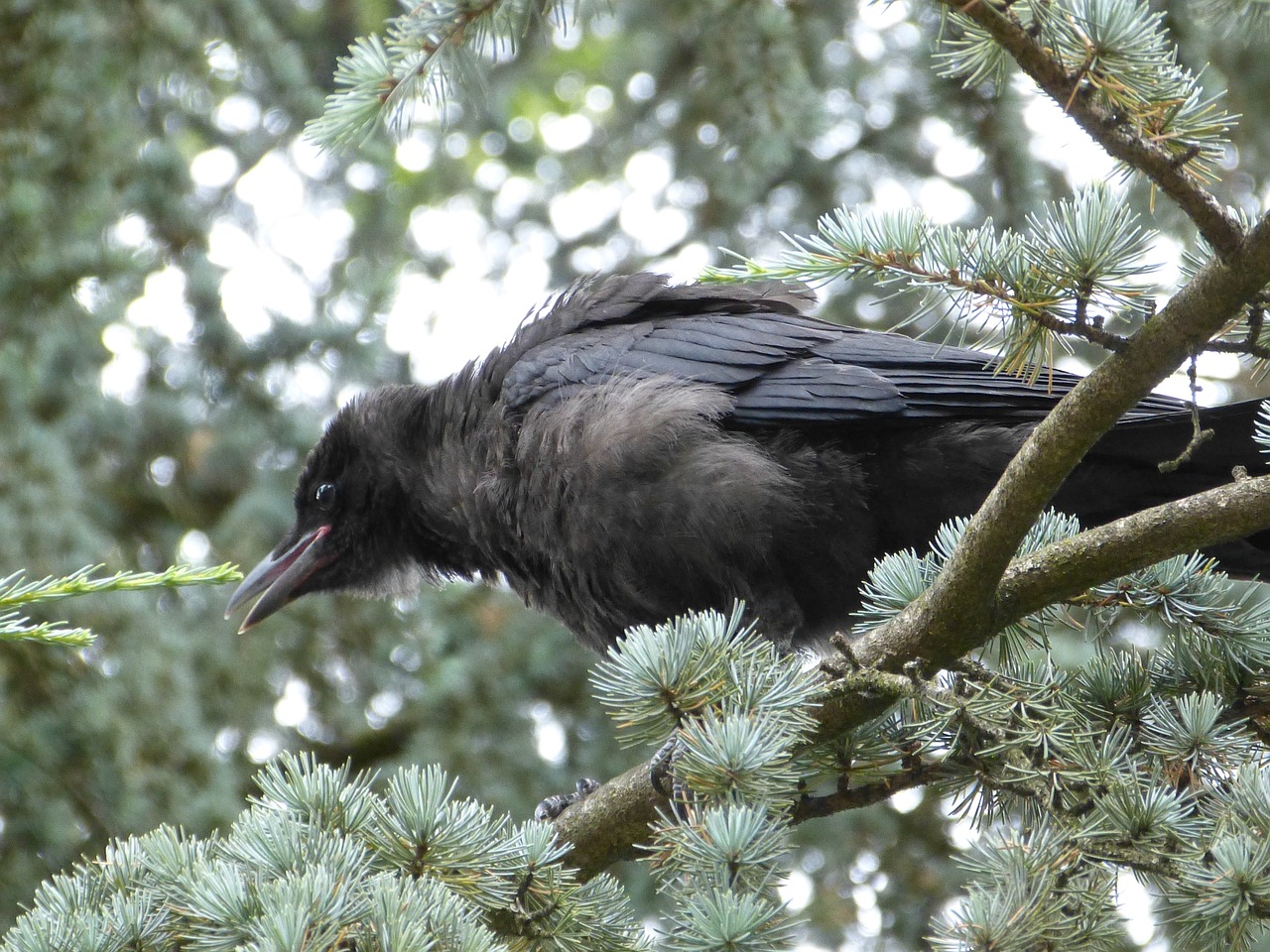 Image - common raven raven bird beak black