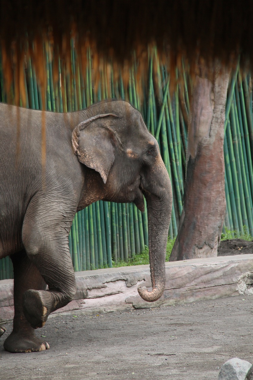 Image - elephant animal bali asia