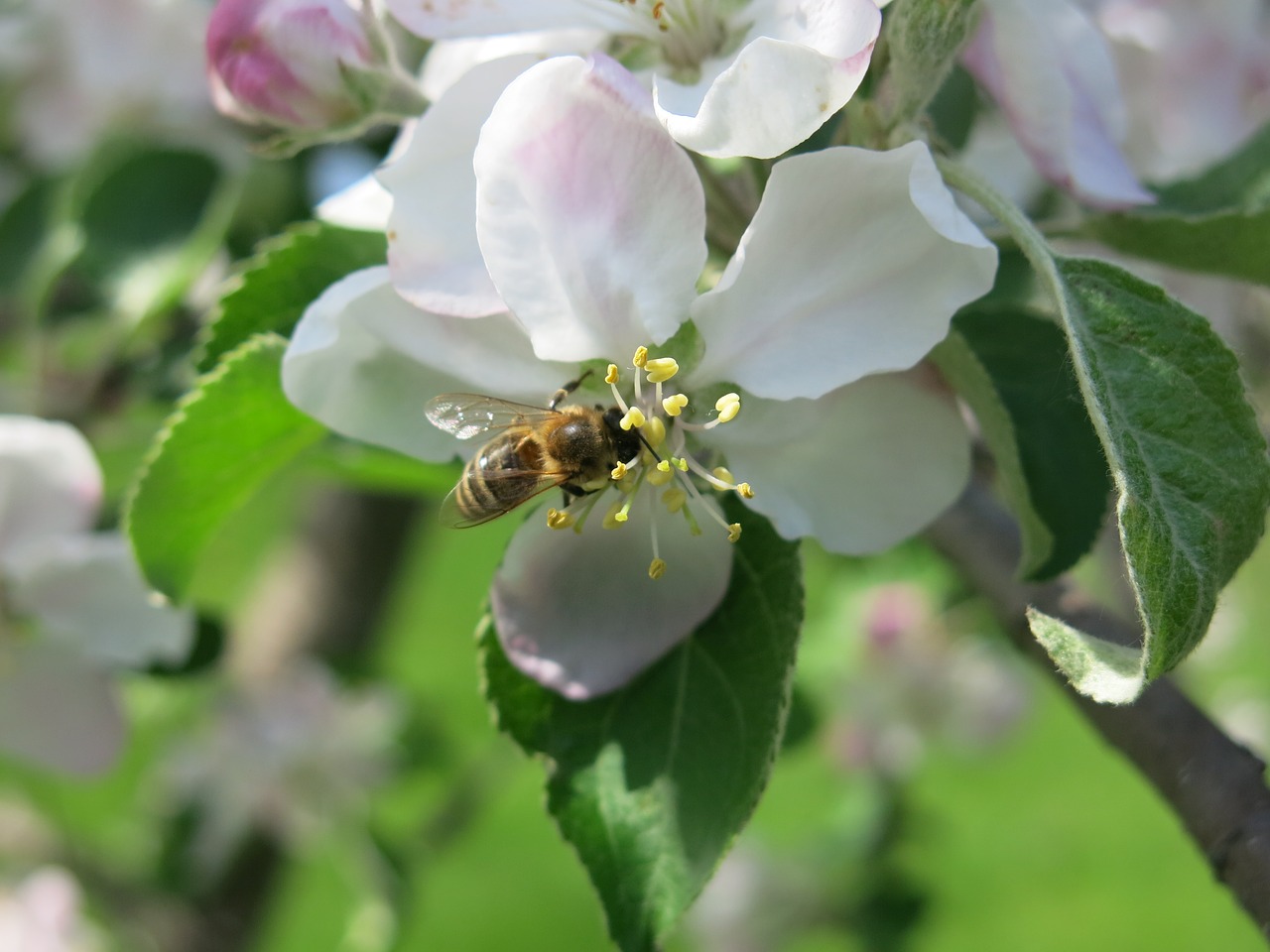 Image - bee blossom apple flower nature