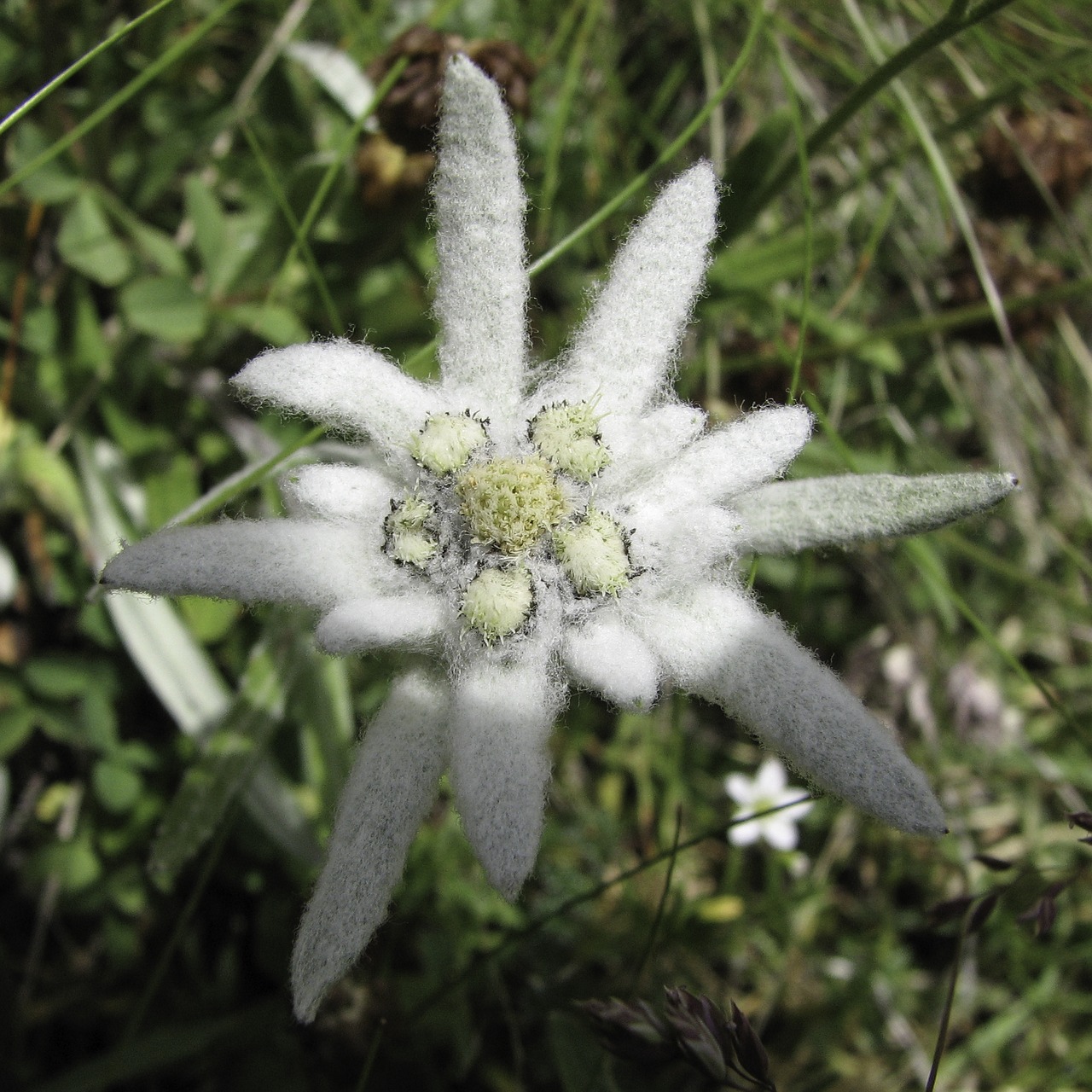 Image - edelweiss mountain flower alpine