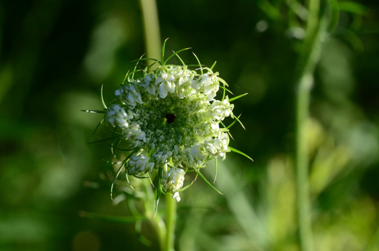 Image - flower green floral nature spring