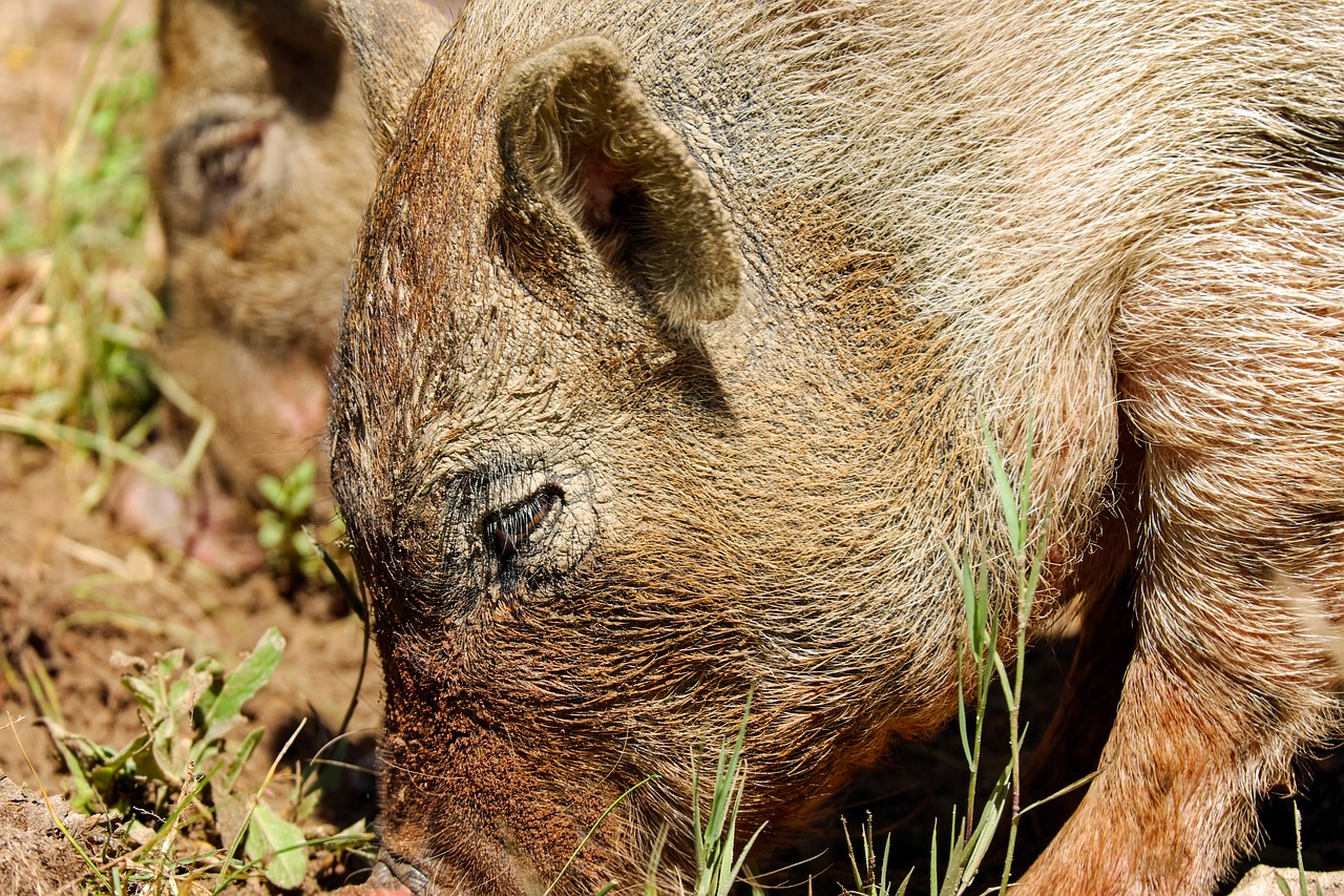 Image - boar pig sow wild pigs creature