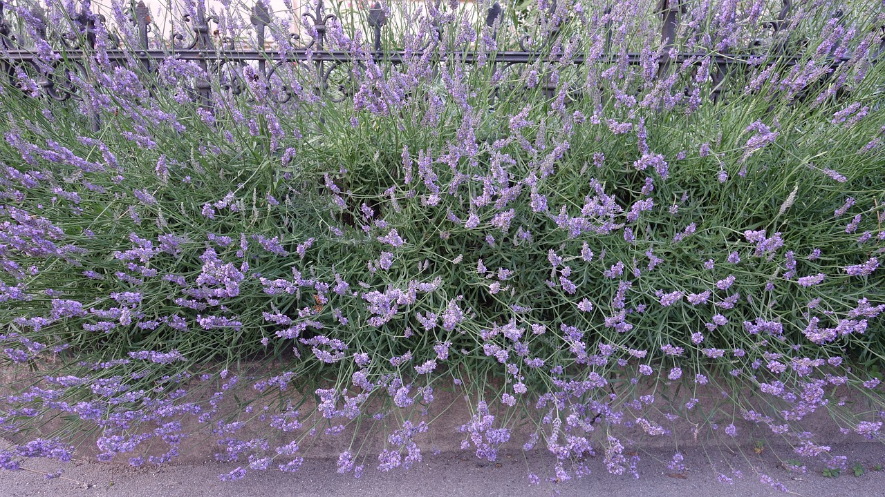 Image - lavender plant garden fence