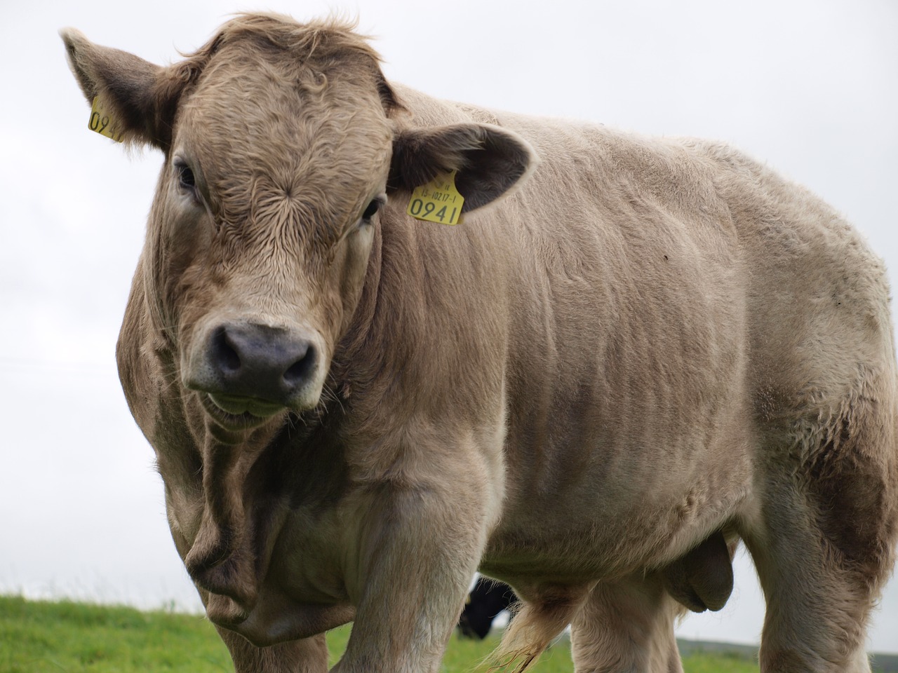 Image - beef ireland close