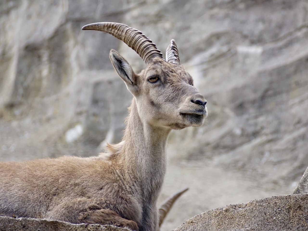 Image - capricorn ungulate horns alpine