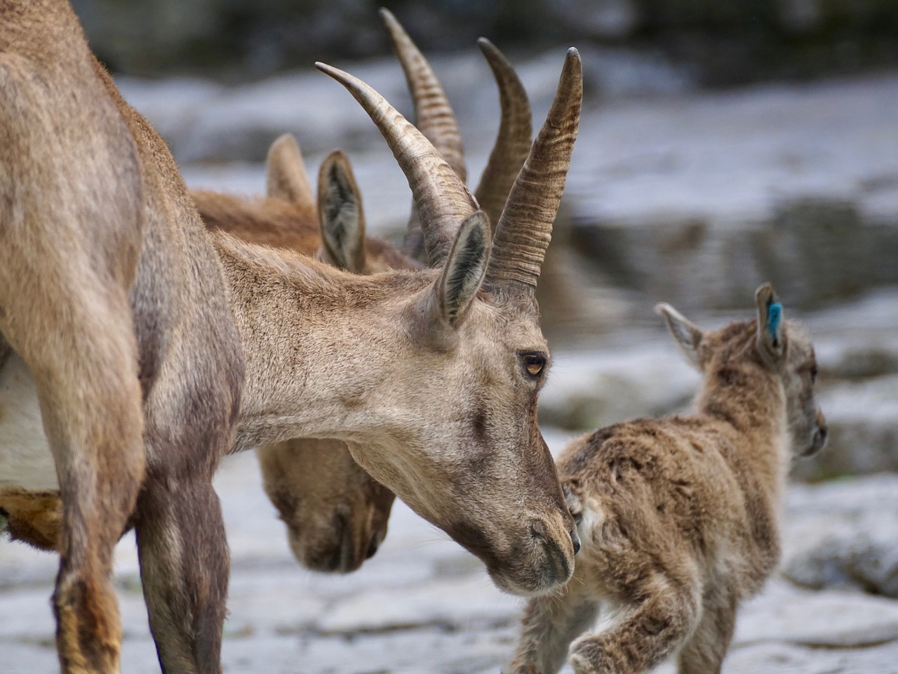 Image - capricorn female wild animal