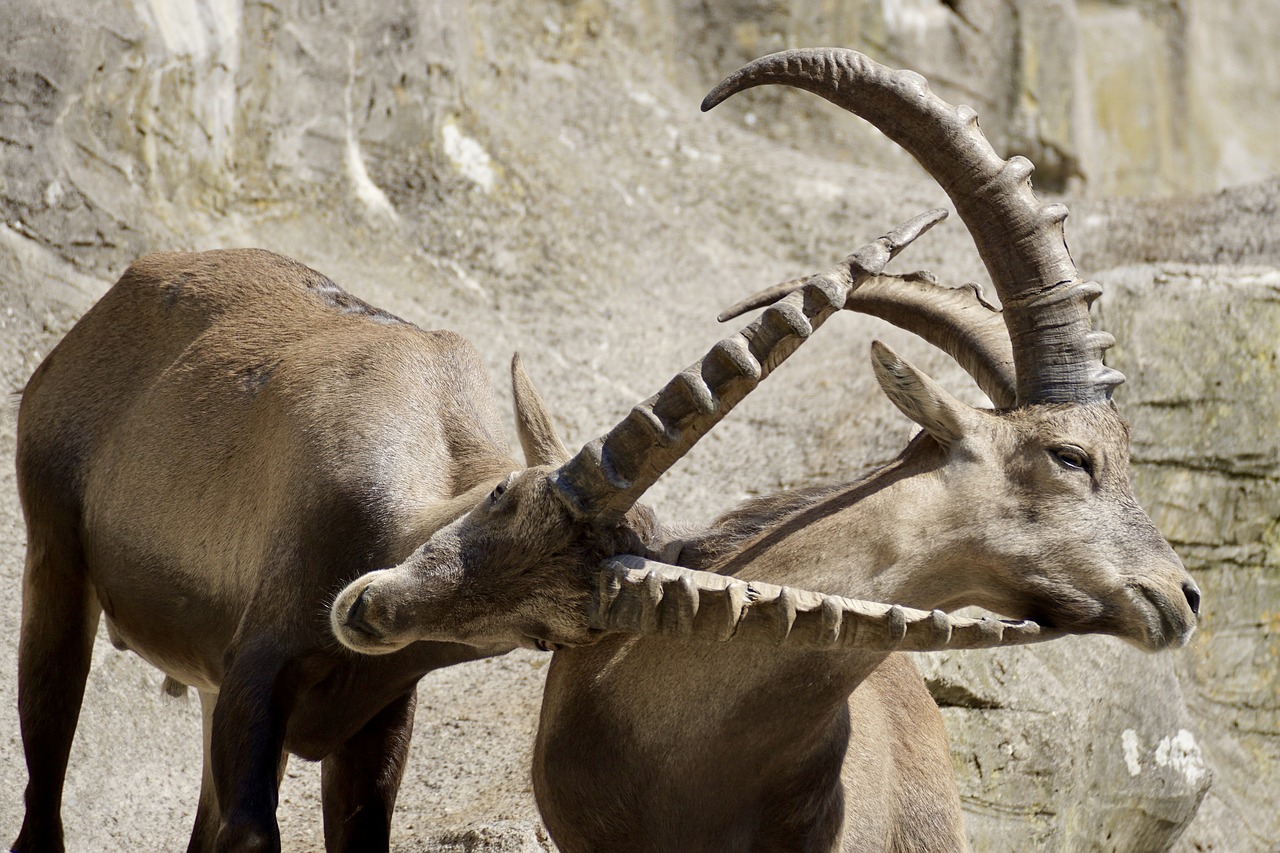 Image - ibex male horned mammal nature