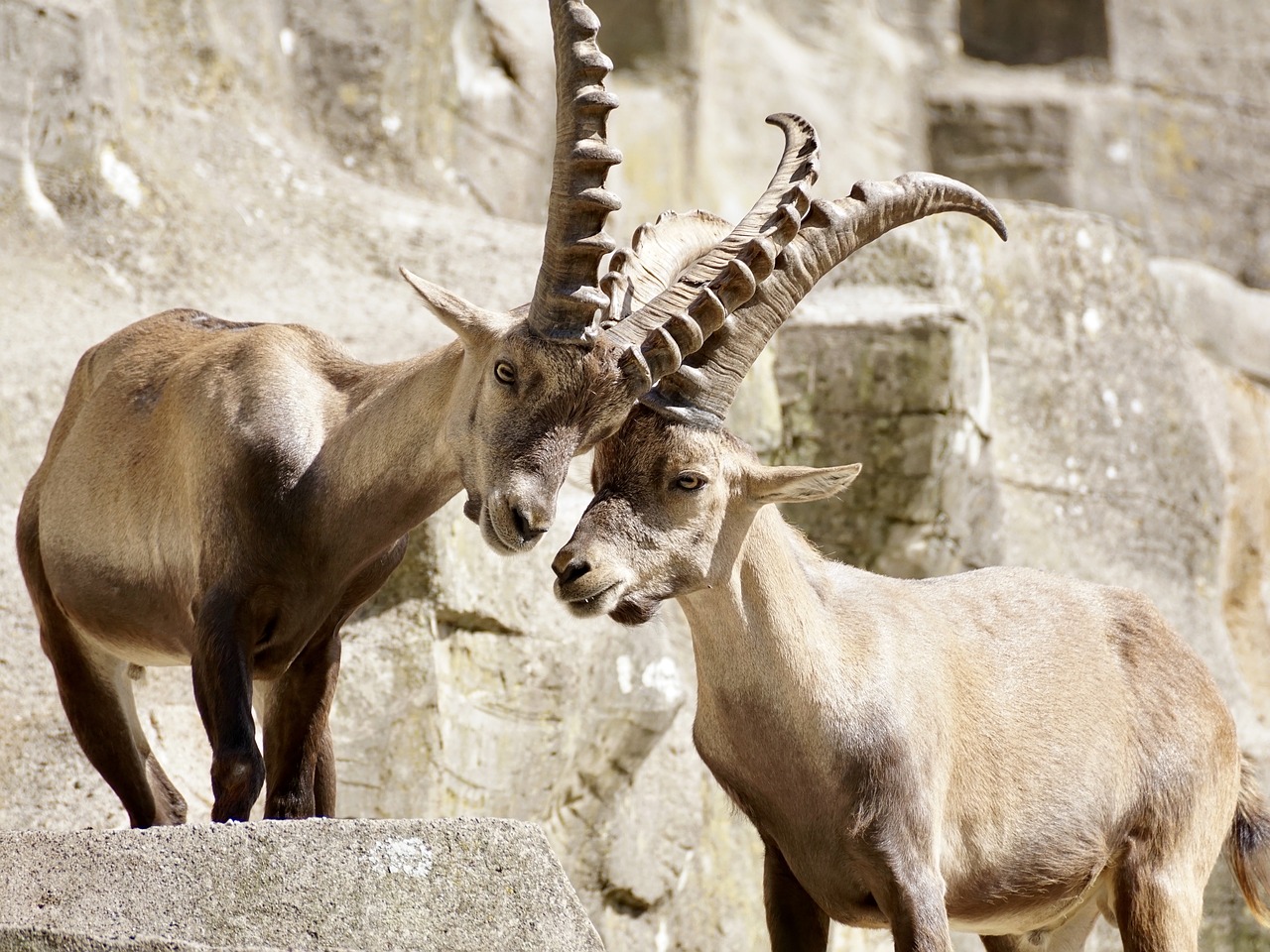 Image - ibex male horned mammal nature