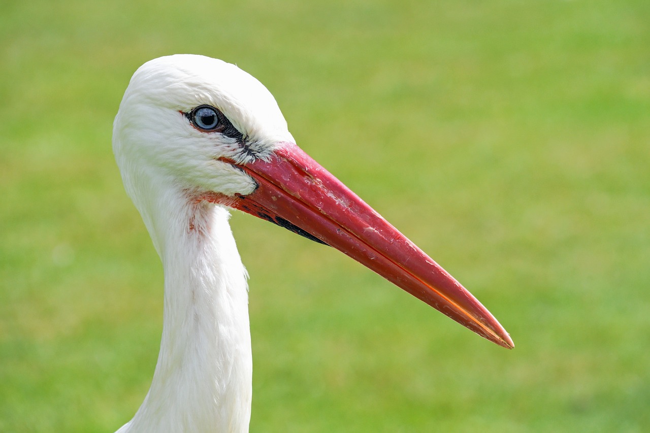 Image - stork close up bird wader