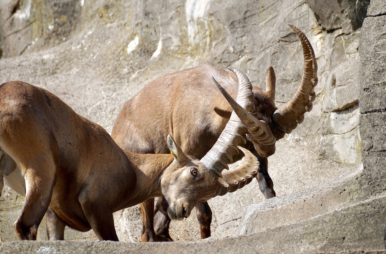 Image - ibex male horned mammal nature