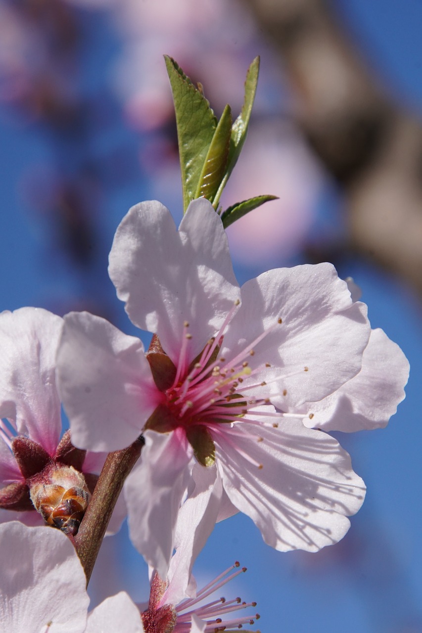 Image - almond blossom blossom palatinate