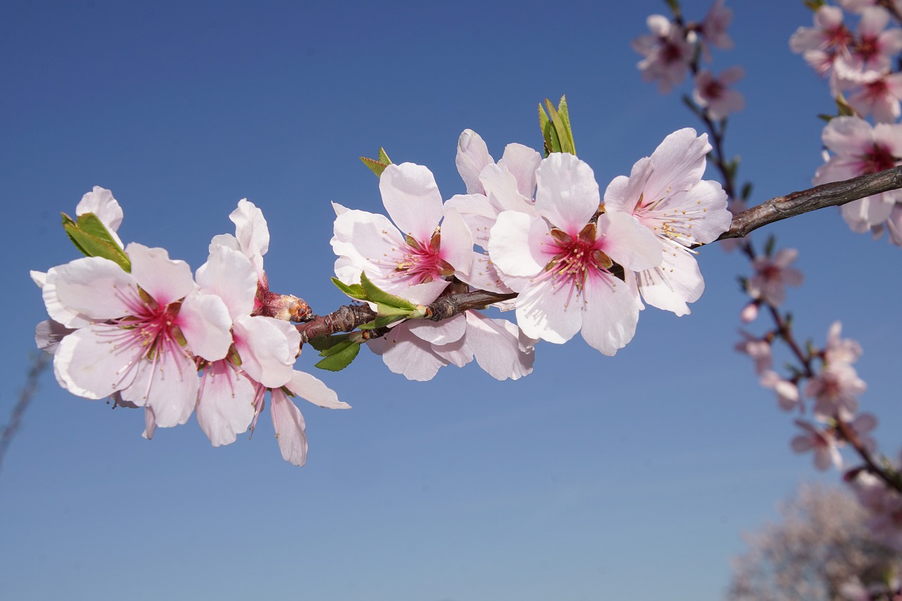 Image - almond blossom blossom palatinate